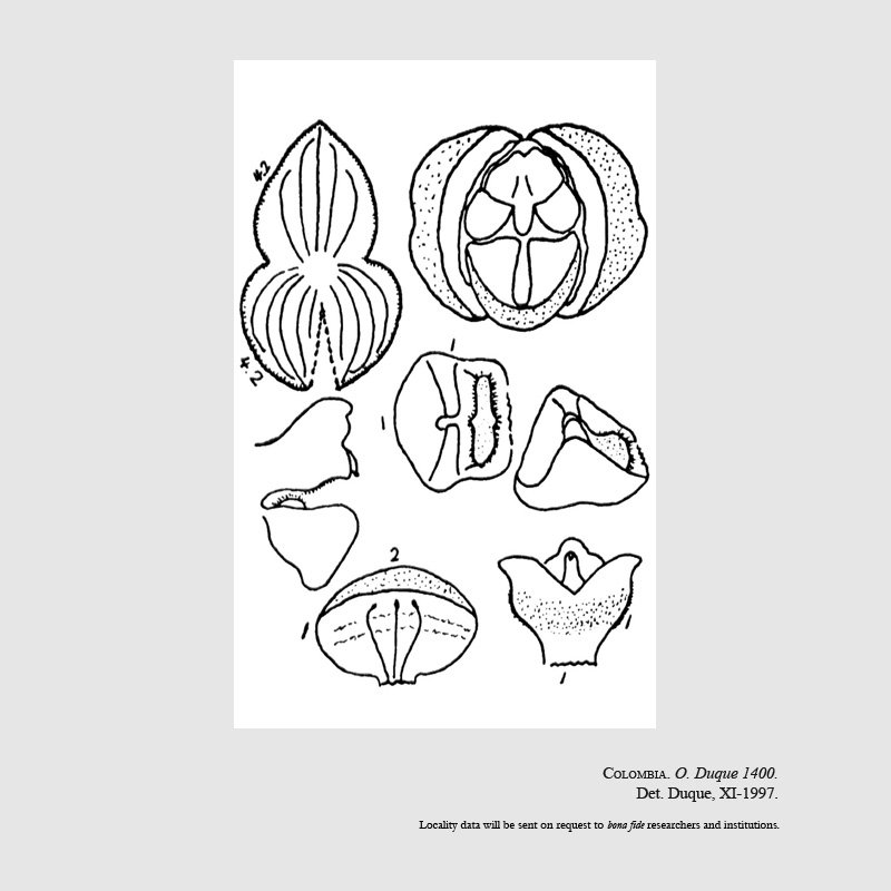 Stelis asseris